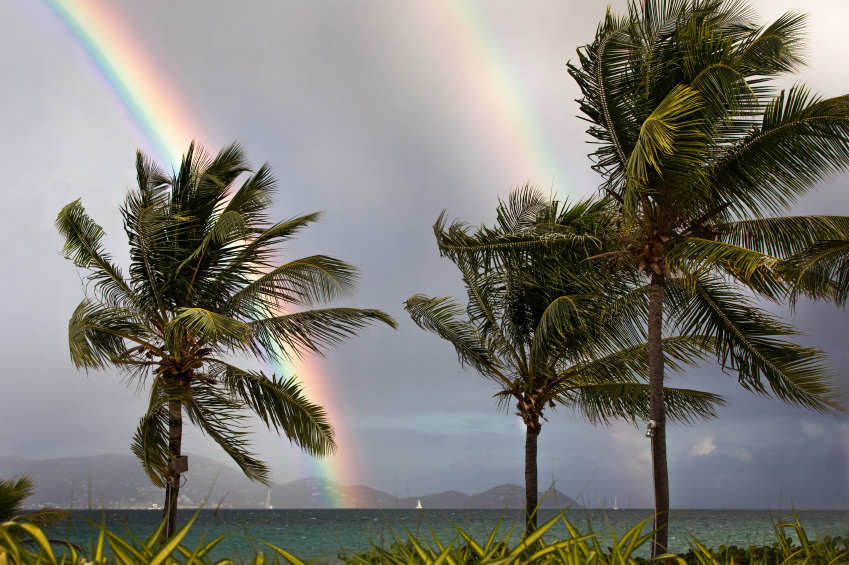 Rainbow Palm Trees